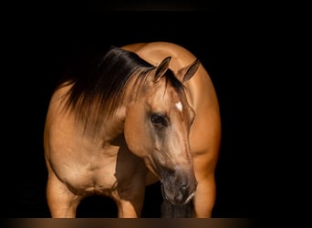 American Quarter Horse, Wallach, 4 Jahre, Falbe