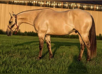 American Quarter Horse, Wallach, 4 Jahre, Falbe