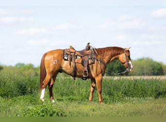 American Quarter Horse, Wallach, 4 Jahre, Falbe