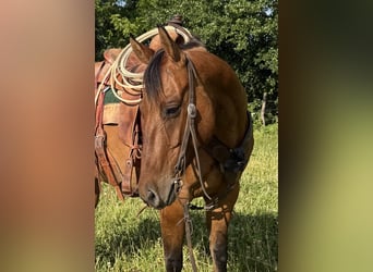 American Quarter Horse, Wallach, 4 Jahre, Falbe