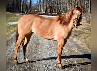 American Quarter Horse, Wallach, 4 Jahre, Falbe