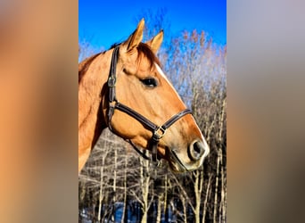 American Quarter Horse, Wallach, 4 Jahre, Falbe