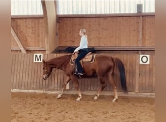 American Quarter Horse, Wallach, 4 Jahre, Fuchs
