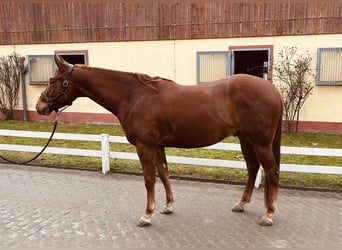 American Quarter Horse, Wallach, 4 Jahre, Fuchs
