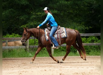 American Quarter Horse, Wallach, 4 Jahre, Fuchs