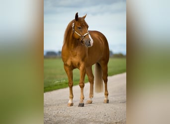 American Quarter Horse, Wallach, 4 Jahre, Fuchs