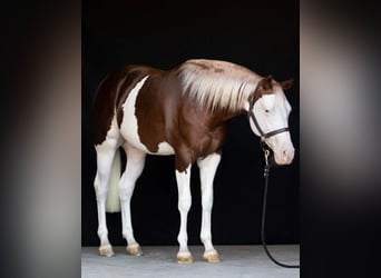 American Quarter Horse, Wallach, 4 Jahre, Overo-alle-Farben