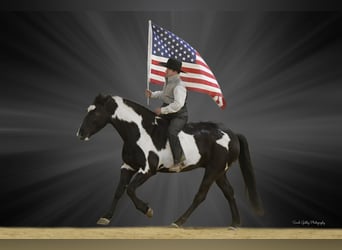 American Quarter Horse, Wallach, 4 Jahre, Overo-alle-Farben