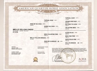 American Quarter Horse, Wallach, 4 Jahre, Palomino