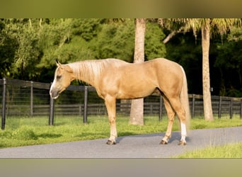 American Quarter Horse, Wallach, 4 Jahre, Palomino
