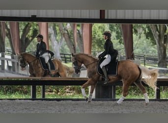 American Quarter Horse, Wallach, 4 Jahre, Palomino
