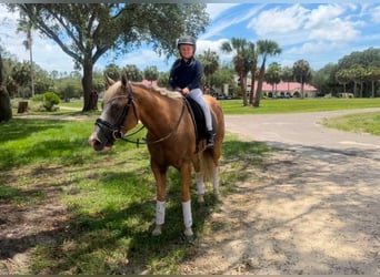 American Quarter Horse, Wallach, 4 Jahre, Palomino