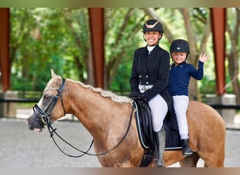 American Quarter Horse, Wallach, 4 Jahre, Palomino