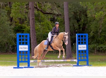 American Quarter Horse, Wallach, 4 Jahre, Palomino