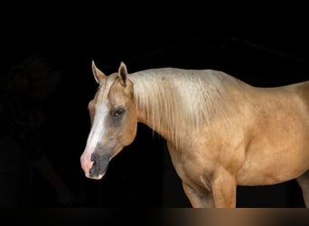 American Quarter Horse, Wallach, 4 Jahre, Palomino