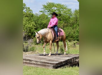 American Quarter Horse, Wallach, 4 Jahre, Palomino