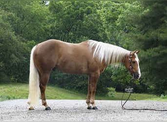 American Quarter Horse, Wallach, 4 Jahre, Palomino