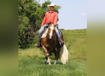American Quarter Horse, Wallach, 4 Jahre, Palomino