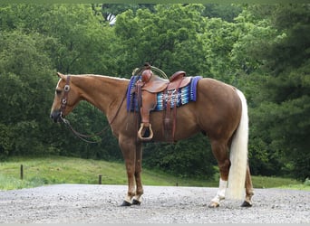 American Quarter Horse, Wallach, 4 Jahre, Palomino