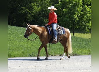 American Quarter Horse, Wallach, 4 Jahre, Palomino