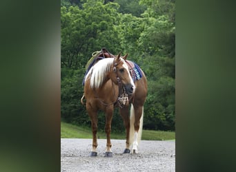 American Quarter Horse, Wallach, 4 Jahre, Palomino