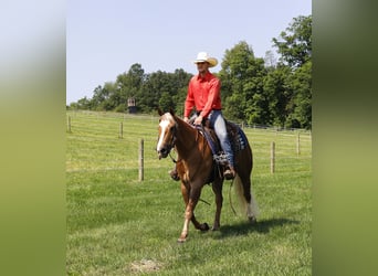 American Quarter Horse, Wallach, 4 Jahre, Palomino