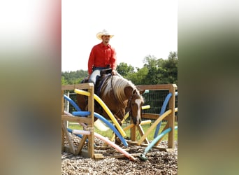 American Quarter Horse, Wallach, 4 Jahre, Palomino