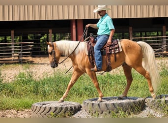 American Quarter Horse, Wallach, 4 Jahre, Palomino