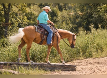 American Quarter Horse, Wallach, 4 Jahre, Palomino