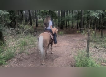 American Quarter Horse, Wallach, 4 Jahre, Palomino