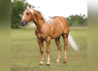 American Quarter Horse, Wallach, 4 Jahre, Palomino