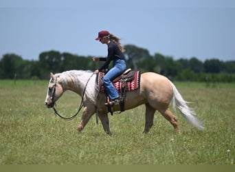 American Quarter Horse, Wallach, 4 Jahre, Palomino