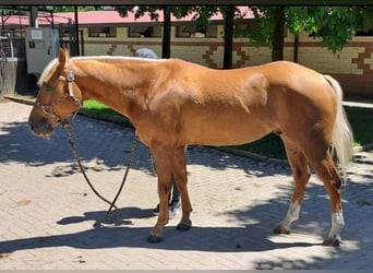 American Quarter Horse, Wallach, 4 Jahre, Palomino