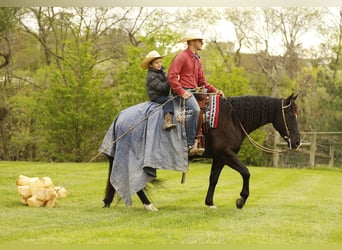 American Quarter Horse, Wallach, 4 Jahre, Rappe
