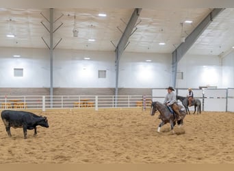 American Quarter Horse, Wallach, 4 Jahre, Roan-Bay