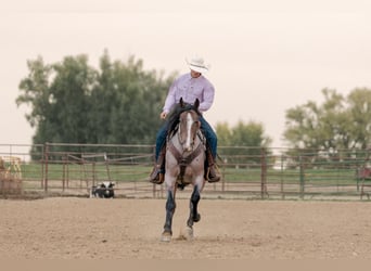 American Quarter Horse, Wallach, 4 Jahre, Roan-Bay