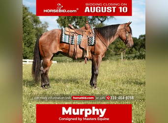 American Quarter Horse, Wallach, 4 Jahre, Roan-Bay
