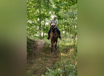 American Quarter Horse, Wallach, 4 Jahre, Roan-Bay