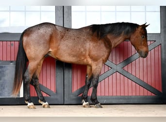 American Quarter Horse, Wallach, 4 Jahre, Roan-Bay
