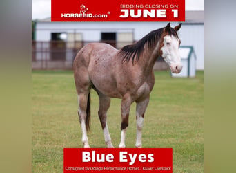 American Quarter Horse, Wallach, 4 Jahre, Roan-Bay