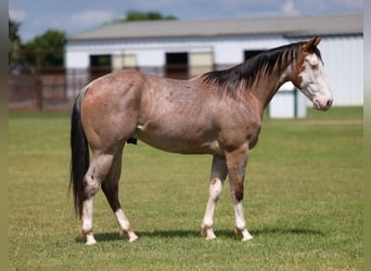 American Quarter Horse, Wallach, 4 Jahre, Roan-Bay