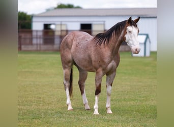 American Quarter Horse, Wallach, 4 Jahre, Roan-Bay