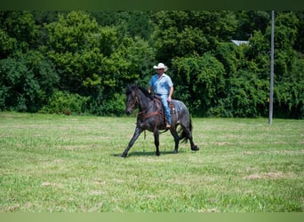 American Quarter Horse, Wallach, 4 Jahre, Roan-Blue