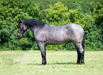 American Quarter Horse, Wallach, 4 Jahre, Roan-Blue
