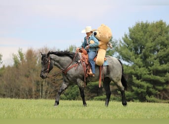 American Quarter Horse, Wallach, 4 Jahre, Roan-Blue