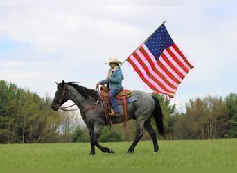 American Quarter Horse, Wallach, 4 Jahre, Roan-Blue