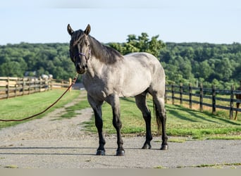 American Quarter Horse, Wallach, 4 Jahre, Roan-Blue