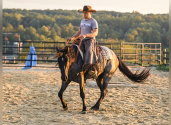 American Quarter Horse, Wallach, 4 Jahre, Roan-Blue