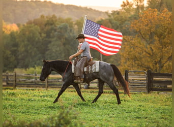 American Quarter Horse, Wallach, 4 Jahre, Roan-Blue