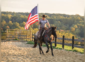 American Quarter Horse, Wallach, 4 Jahre, Roan-Blue